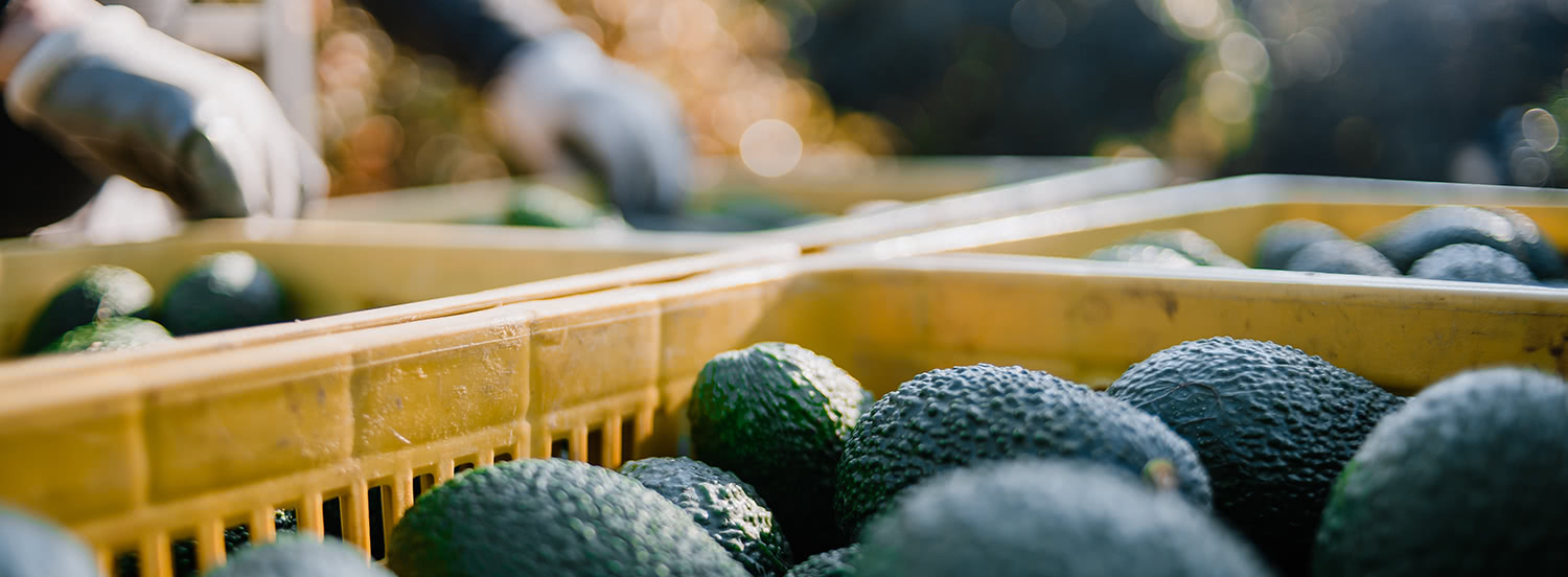 USA: riprendono le importazioni di avocado fresco dal Messico