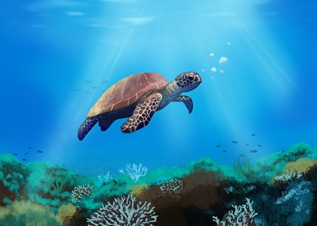 Libri per bambini dai 3 anni - Le tartarughe marine